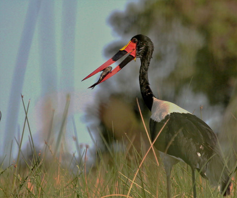 2012 11 13 1560.1.2 (4)Open billed stork with fish
