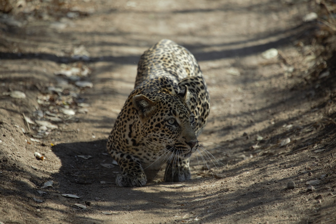 CW0A8762.1 (2)( mother of leopard in tree called) She is called Blue Eyes